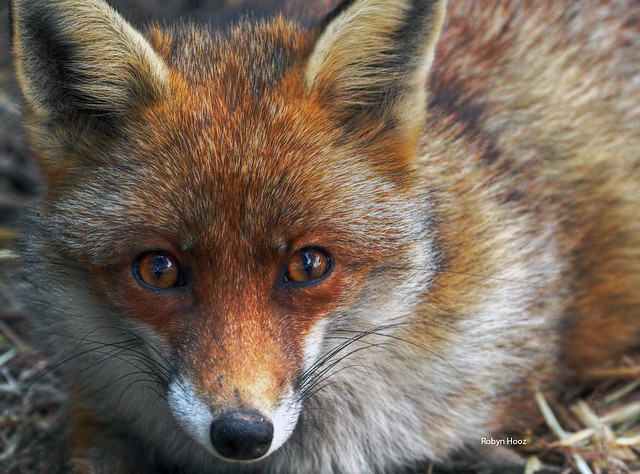 The eyes of a sad fox...
