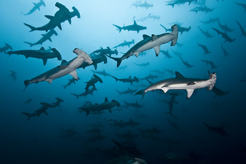 Cocos Island