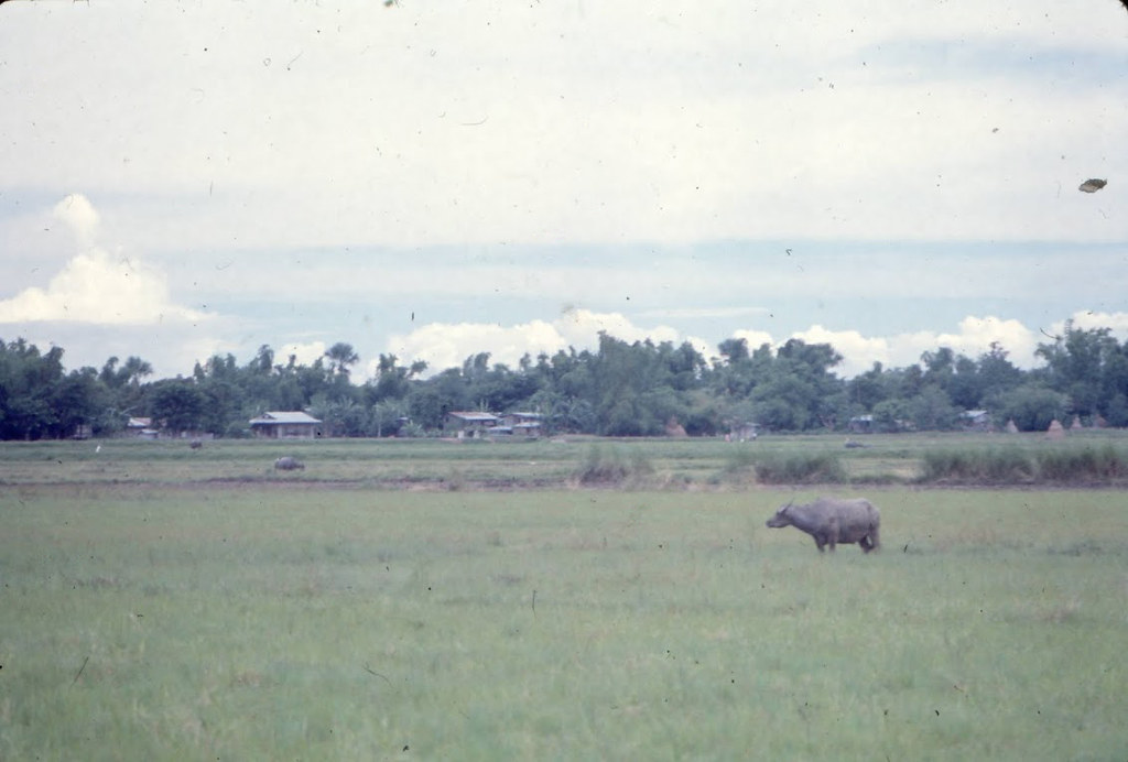 carabao in field, Philippines | genibee | Flickr
