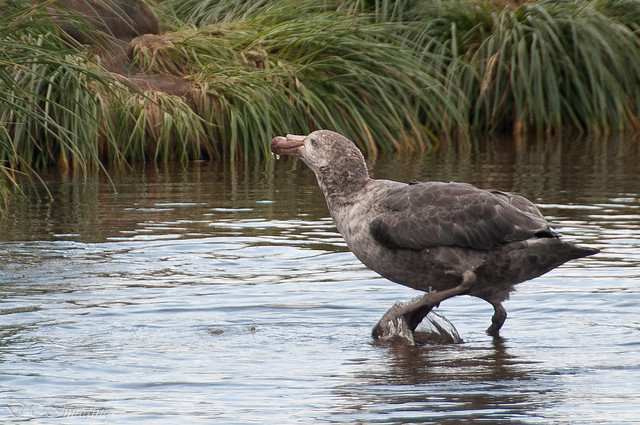 Southern Giant Petrel stepping in Water