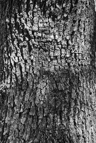 Mesquite tree | Contrast Study in B+W | Mike Incorvati | Flickr