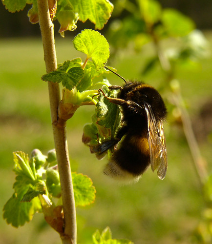 summer sweden bee bumblebee bombus currant redcurrant pollination pollinator apoidea apidae kalix redcurrantbush