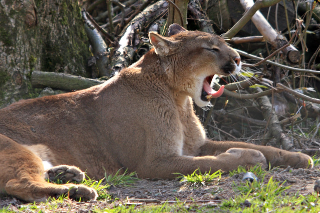 Puma au parc des félins - Nesles