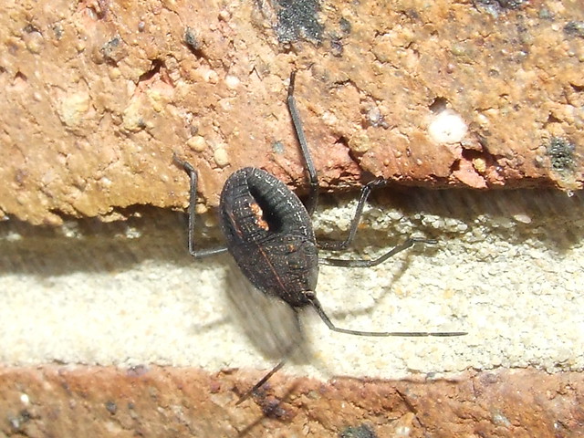 Pentatomidae>Oncocoris apicalis? Brown stinkbug Nymph DSCF85961