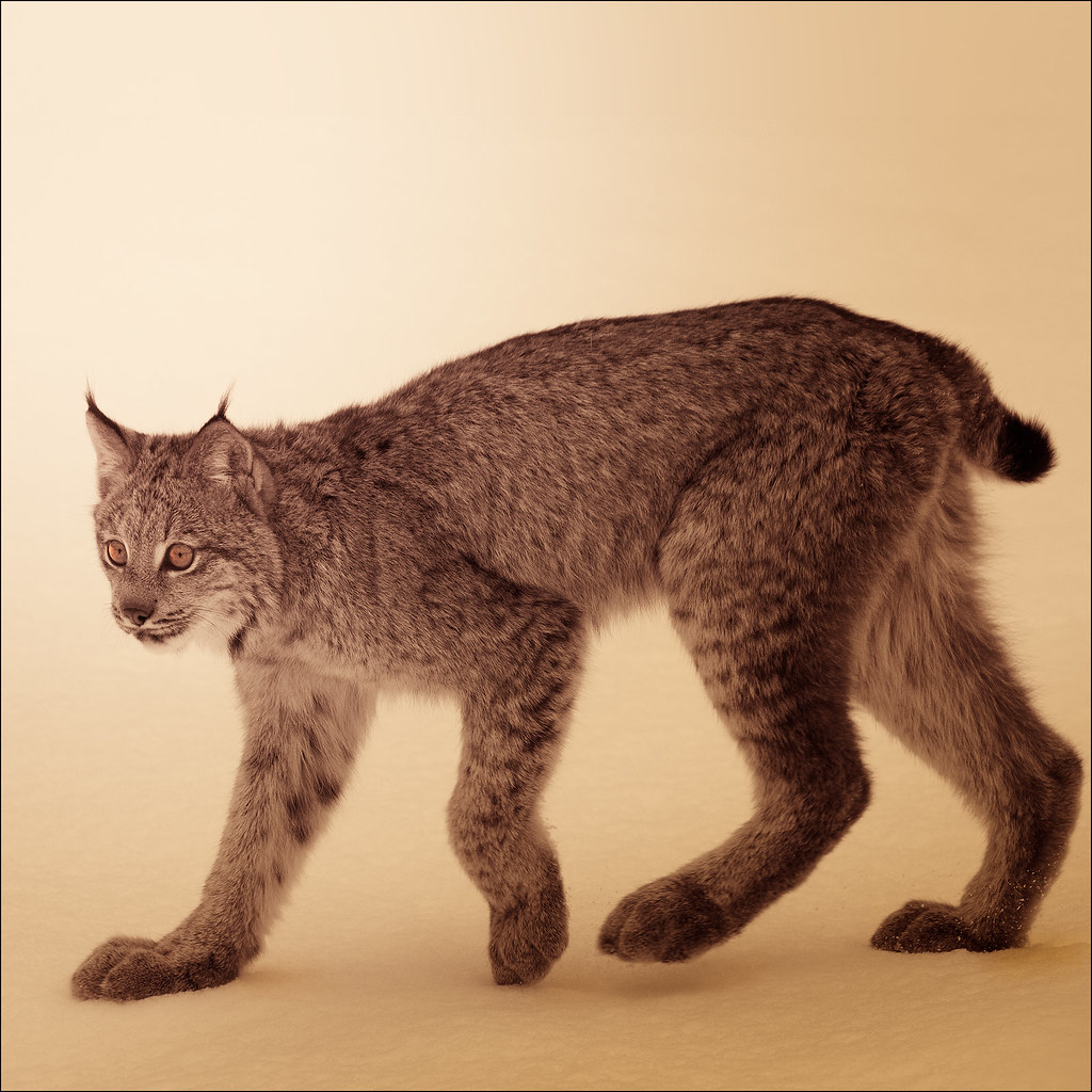 Cool Cat, Mister Lynx by Josef...