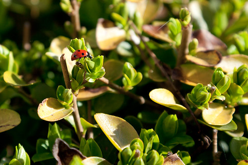 ladybug on the way by François Lacroix, city sunset red flower color nature canon eos ladybird 5d