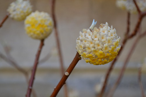 Edgworthia chrysantha