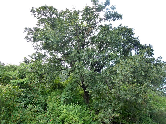 Quercus peduncularis Née 1801 (FAGACEAE)