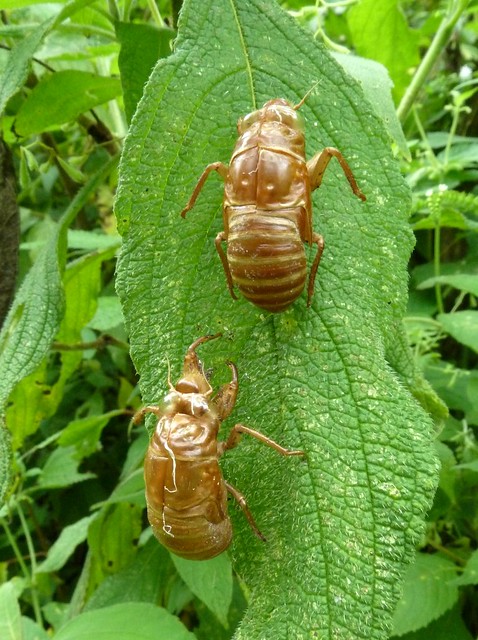 Cicada exuviae, probably Zammara smaragdina