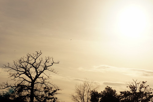 Birds by jonathanlbates, 365 2012
