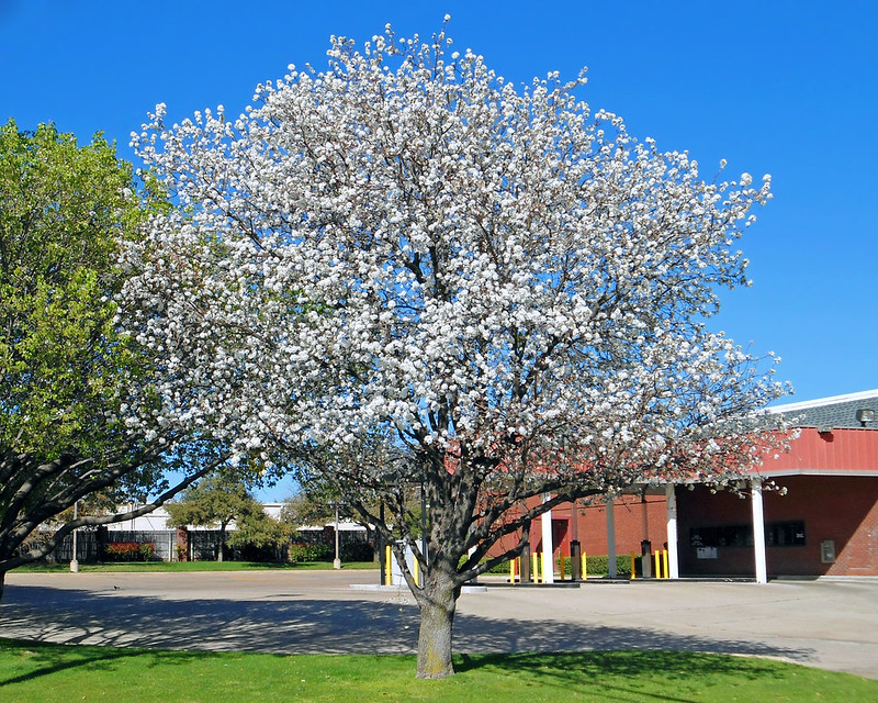 Bradford Pear