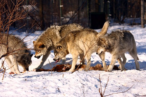 Timber Wolves Fighting