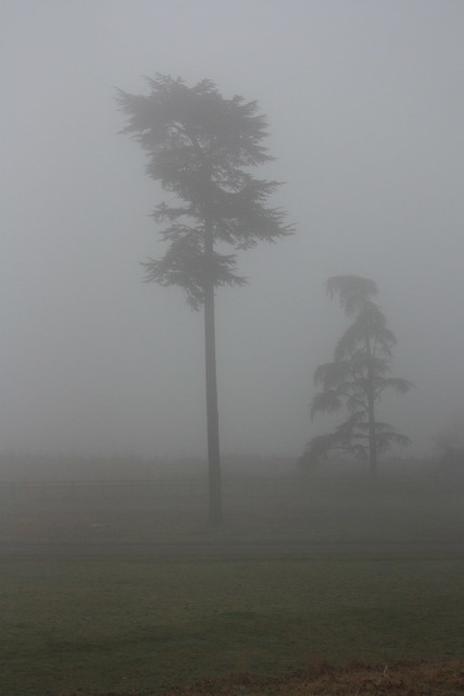 Two Trees in the Fog