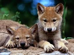 baby wolves | by i wuv "gir"