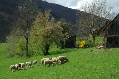 mouton pyrénées pirineos faune ariège brebis troupeau couserans sentenac sentenacdoust