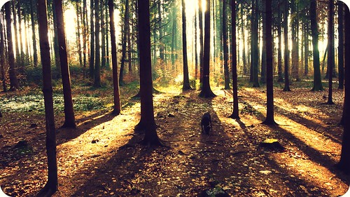 trees light dog love nature sunshine forest licht cool shadows wald bäume hss