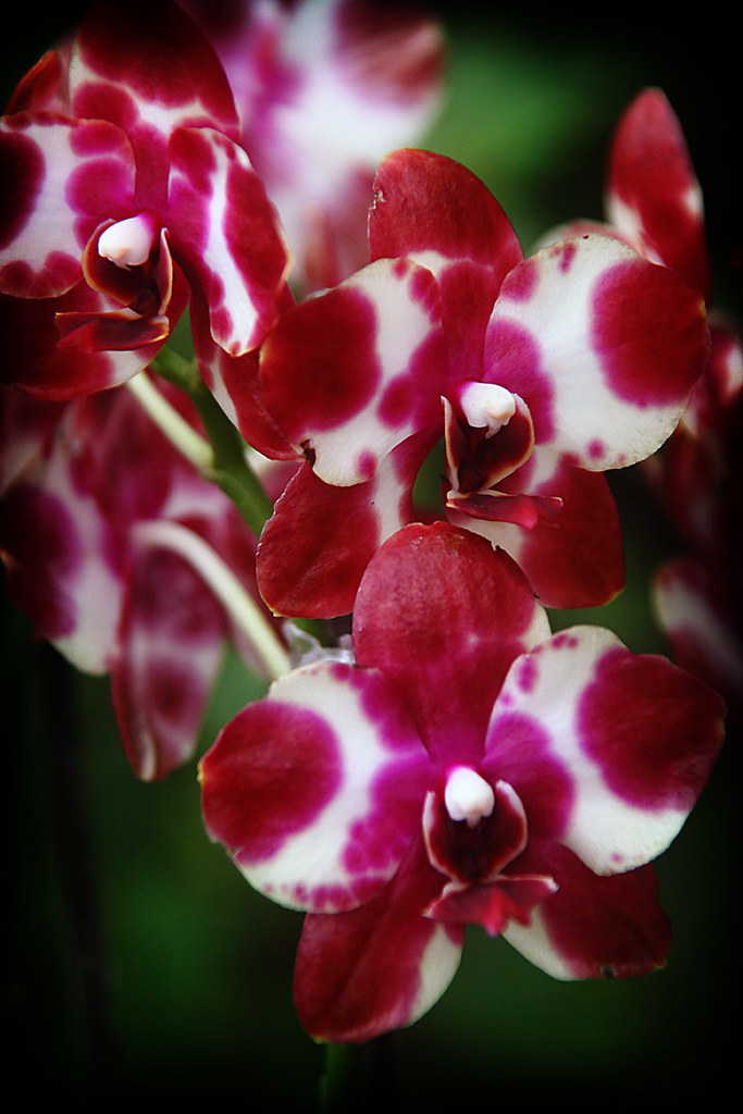 Orchids 8 by jyryk58