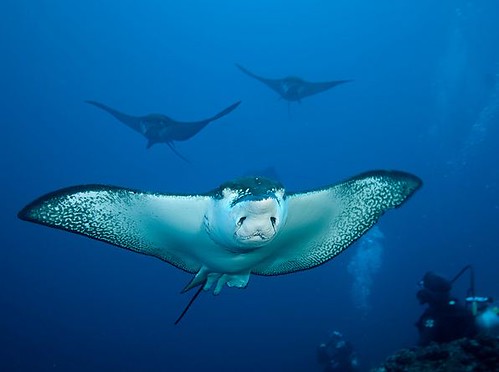 Crociere alle Galapagos