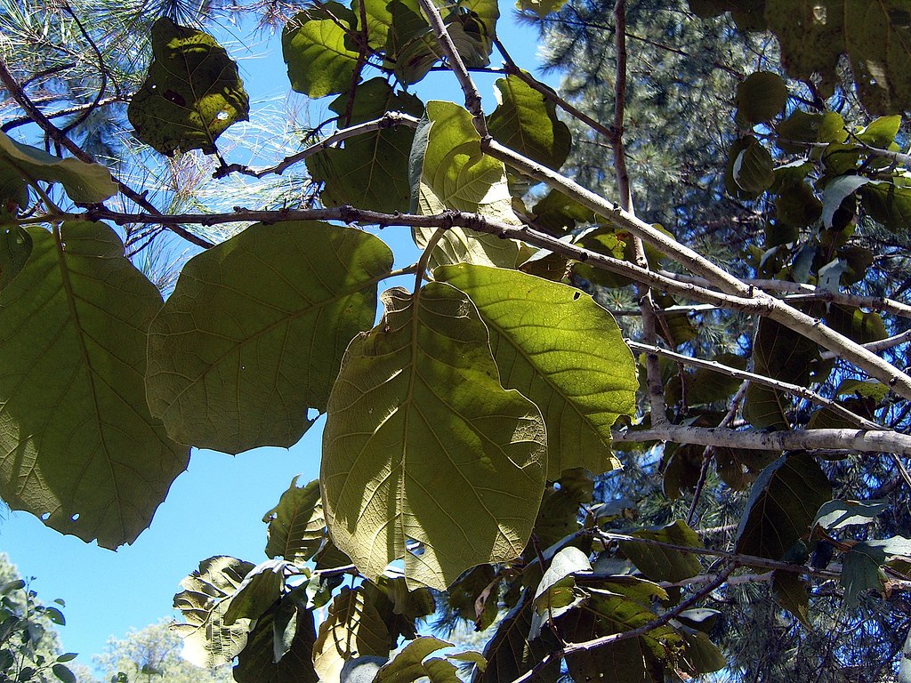 Quercus tarahumara Spellenb., J. D. Bacon & Breedlove 1995 (FAGACEAE)