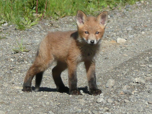 summer cute beautiful animal wonderful alone small leg ears fox norrland hoting