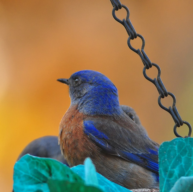 Western Bluebird In A Hanging Planter Basket