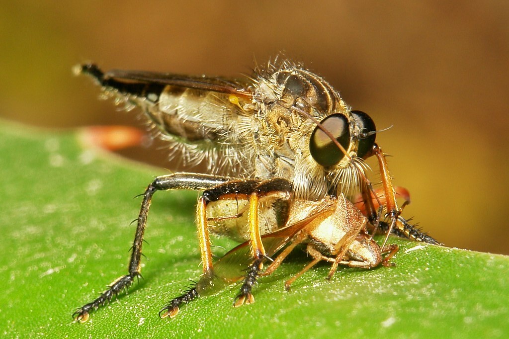 Ruly Insect Robber Fly (Asilidae) and Bean Bug meal | Pu'er, Yunnan, Chi ...