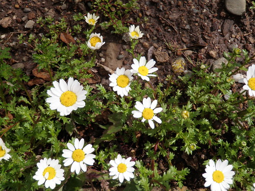 Flowers in March 2012 - Daisies