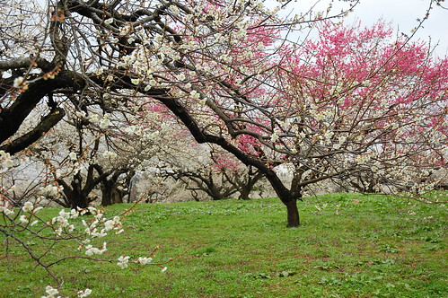trees flower nature japan landscape plum 日本 miyagi tohoku 2012 梅 梅林 岩出山 osakishi 宮城県大崎市 佐藤農場