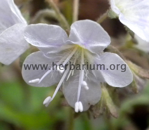 flower bloom herb hydrophyllaceae petals sepals androecium stamens filament gynoecium pistil perianth see scene view nature botany herbarium carolina sc corolla botánica usc