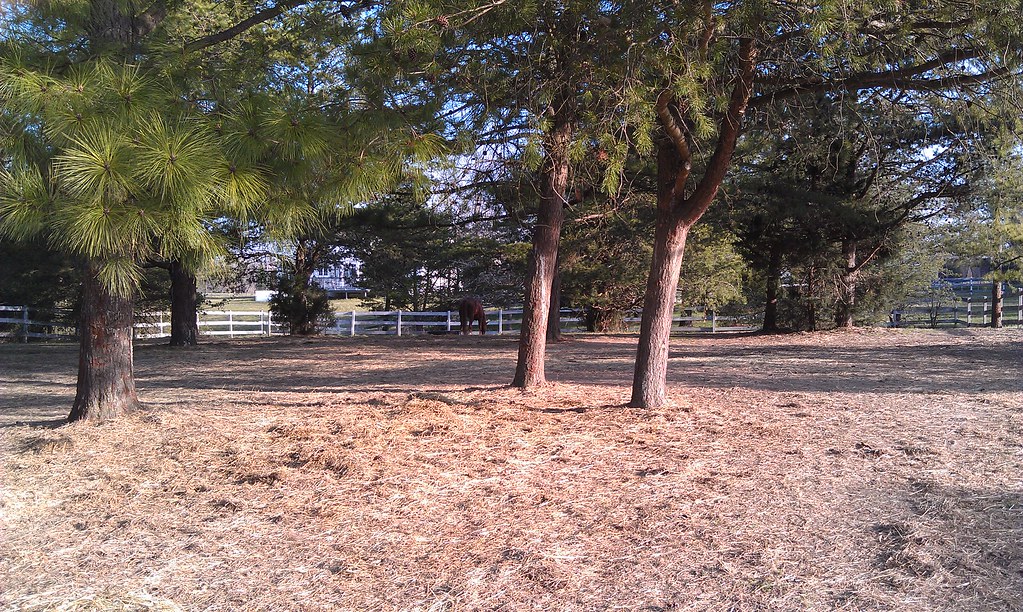 Back Pasture | Another view from barn looking north. You can… | Flickr