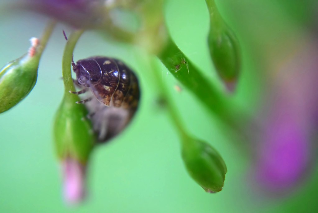 ダンゴムシ Armadillidium Vulgare 案外かわいい顔をしている March Hare1145 Flickr