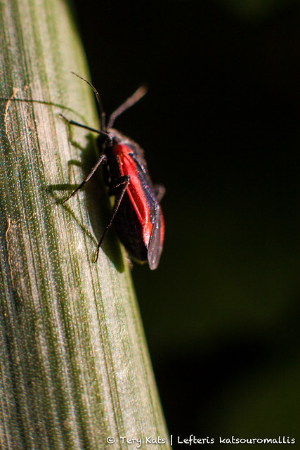 Red bug...