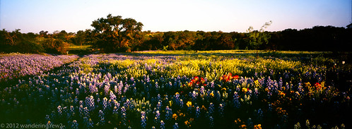 flower 120 film mediumformat geotagged texas wildflower filmscan texaswildflowers texashillcountry horseman612 horseman6x12 horseman6x12panoramiccamera geo:lat=30813296214365234 geo:lon=9865313541104507