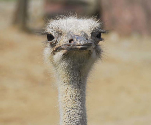looks…   (ostrich)