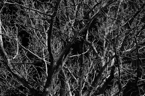 bw plants white black tree nova gardens nikon ns branches royal historic valley annapolis scotia nikkor d90 55300 55300mm