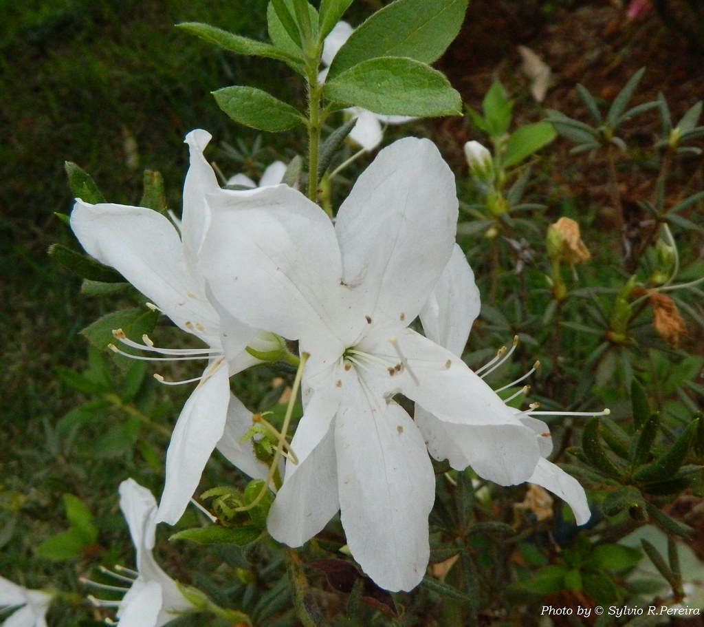 Azaleia Branca | Azaleia, planta de jardim. Família: Ericace… | Flickr
