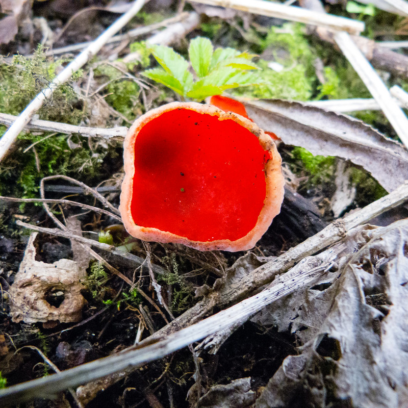 Elf cup by Compton Lock