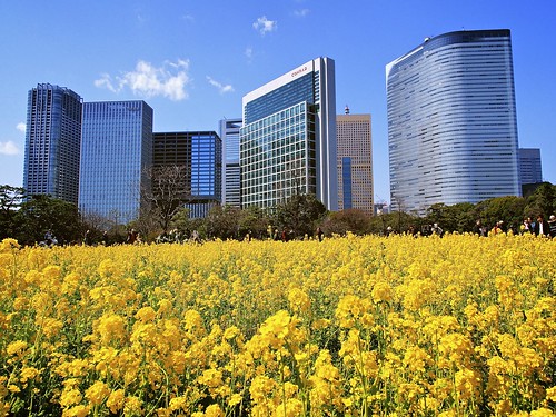 sky yellow japan skyscraper tokyo spring sunday sunny 東京 shiodome rapeblossoms 菜の花 hamarikyugardens 浜離宮恩賜庭園