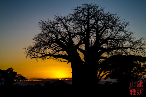 africa sunset plant landscape tanzania banana safari arusha baobabtree tarangirenationalpark boababtree africanwildcatsexpeditions tzday01