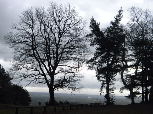 Trees, Leith Hill Holmwood to Gomshall