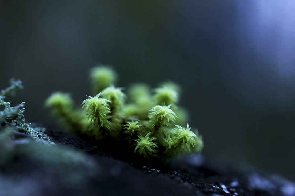 moss by slowhand7530