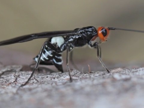 Braconid wasp ovipositing into log critter