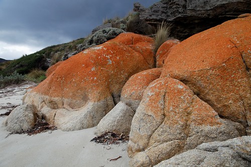 orange white island australia granite tasmania lichen canonef24105mmf4lisusm flindersisland canon24105 canoneos5dmarkii killiecrankiebay furneauxgroup