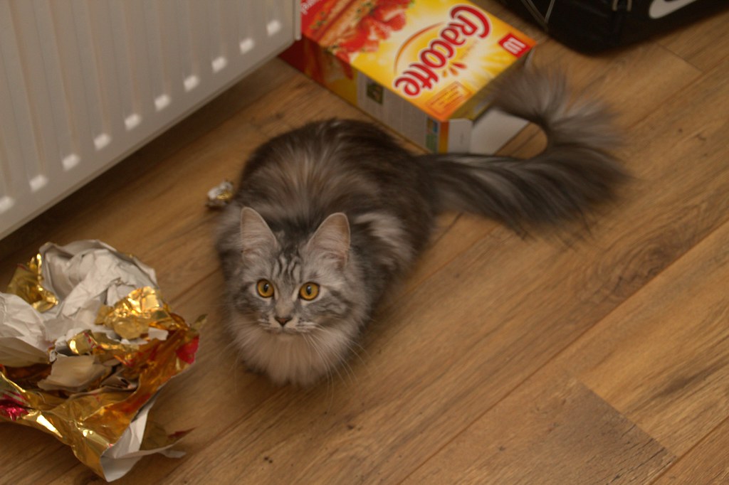 as covid-19 cases rise, no new mandates likely in oc and maine coon cat comparison largest maine coon weight