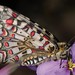 <p>Nombre vulgar: Mariposa de las aristoloquias.<br />
Observaciones: Especie protegida.<br />
Clasificada como "De interés especial"</p>
