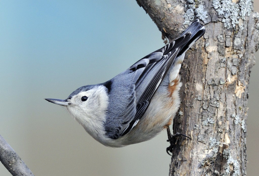Photo of the Week - White-breasted Nuthatch (MA)