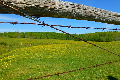 wood green texture yellow fence wire weathered wildflowers barbed buttercups