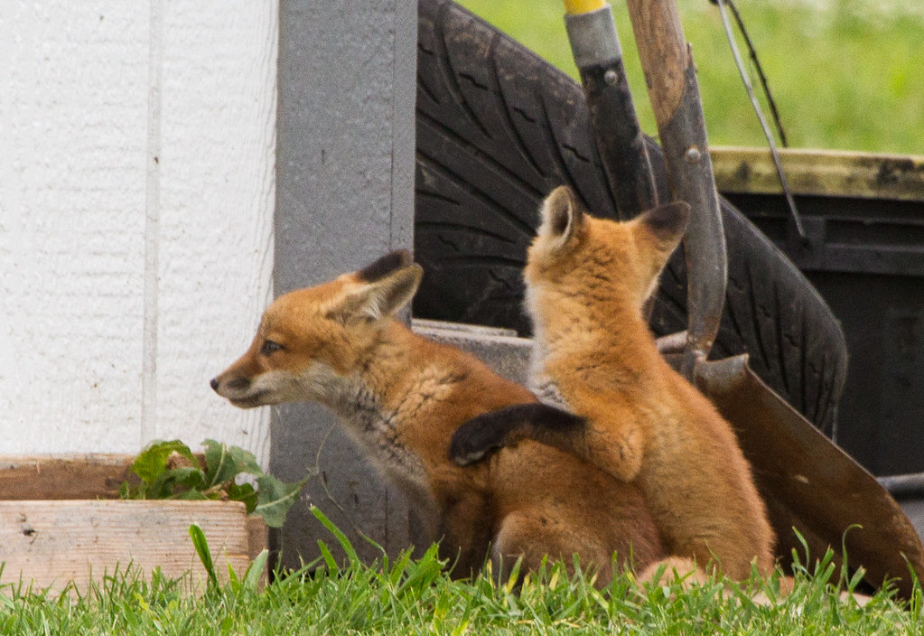baby-foxes-may12-1 | Mike Rodriquez | Flickr