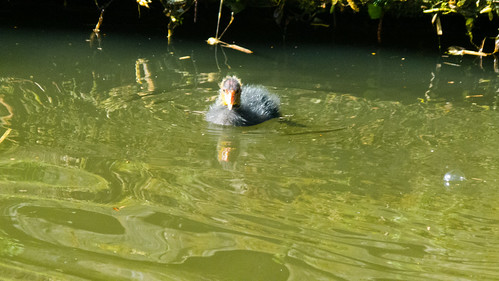 Coot chick, Birmingham Canal