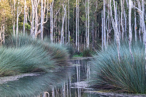 trees water forest reflections walking landscape wildlife tracks lagoon swamp paperbark australianfloraandfauna melaleucas nativebushland